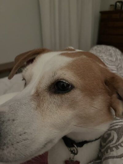 The Dog House of L. C. & L - Niles, IL