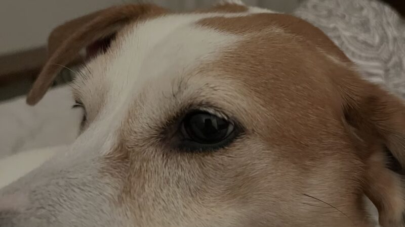 The Dog House of L. C. & L - Niles, IL