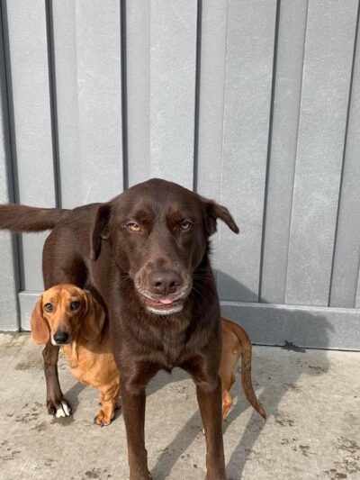 The Dog House of L. C. & L - Niles, IL