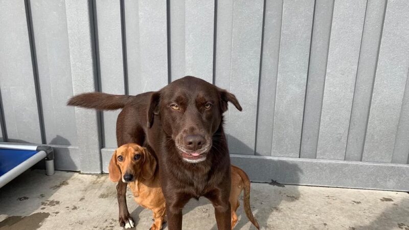 The Dog House of L. C. & L - Niles, IL