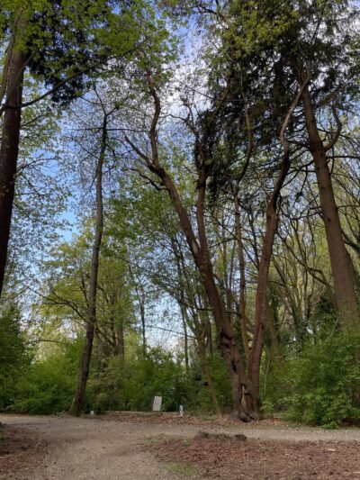 Valley Loop Trail - Normandy Park, WA