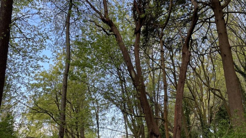 Valley Loop Trail - Normandy Park, WA