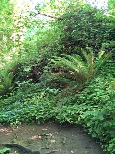 Valley Loop Trail - Normandy Park, WA