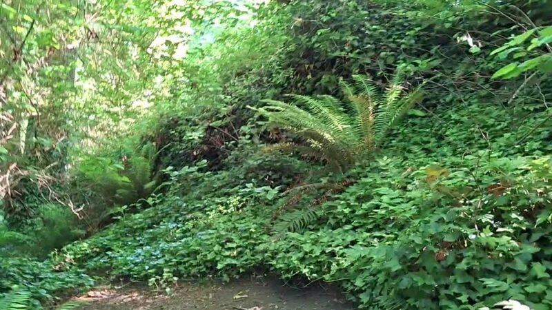 Valley Loop Trail - Normandy Park, WA
