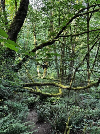 Valley Loop Trail - Normandy Park, WA
