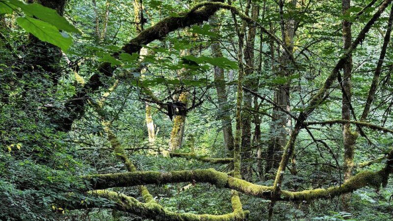 Valley Loop Trail - Normandy Park, WA
