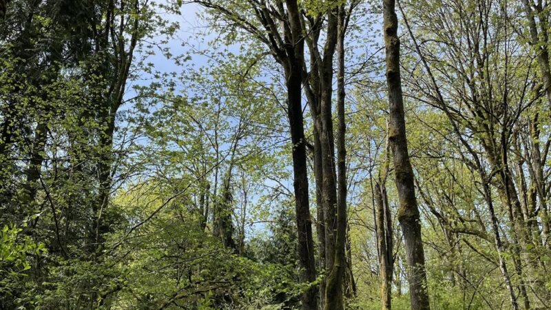 Walker Preserve - Normandy Park, WA