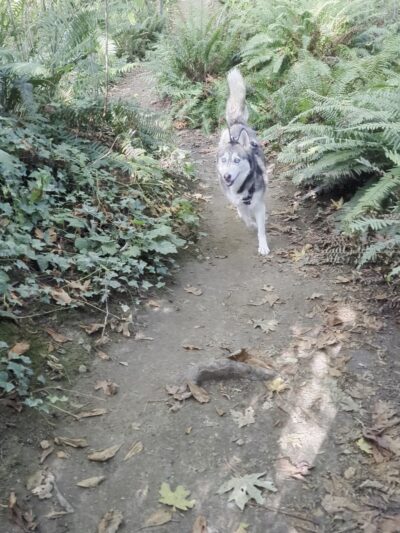 Walker Preserve - Normandy Park, WA