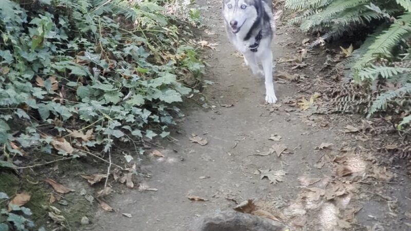 Walker Preserve - Normandy Park, WA