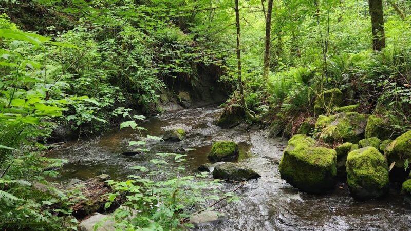 Walker Preserve - Normandy Park, WA