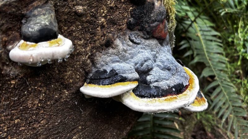 Walker Preserve - Normandy Park, WA