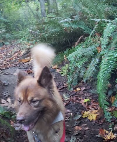 Walker Preserve - Normandy Park, WA