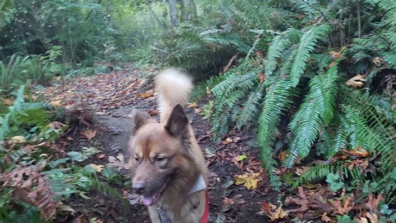 Walker Preserve - Normandy Park, WA