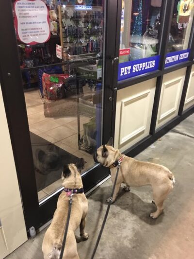 Dawg City Pet Supply and Nutrition Center - North Andover, MA