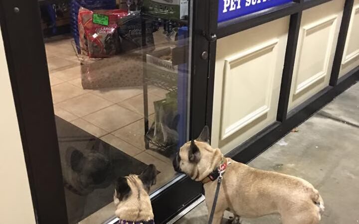 Dawg City Pet Supply and Nutrition Center - North Andover, MA