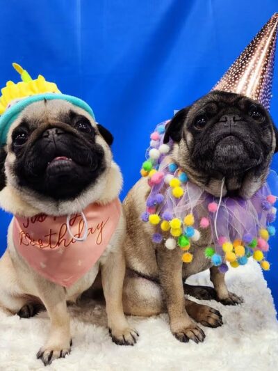 Ruff 'n Tumble Playcare - North Andover, MA