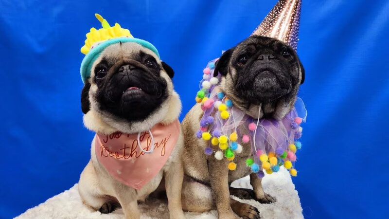 Ruff 'n Tumble Playcare - North Andover, MA