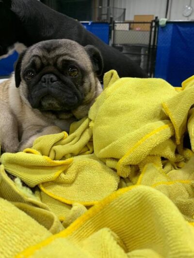 Ruff 'n Tumble Playcare - North Andover, MA