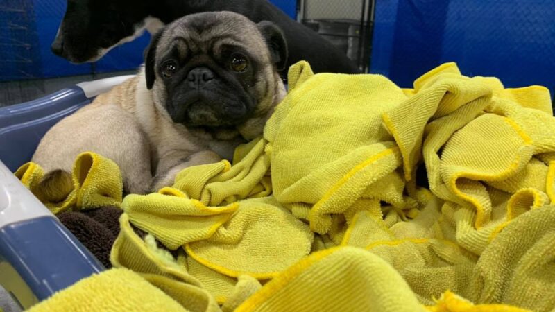 Ruff 'n Tumble Playcare - North Andover, MA
