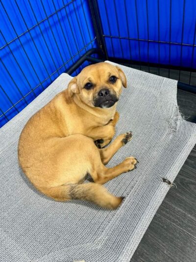 Ruff 'n Tumble Playcare - North Andover, MA