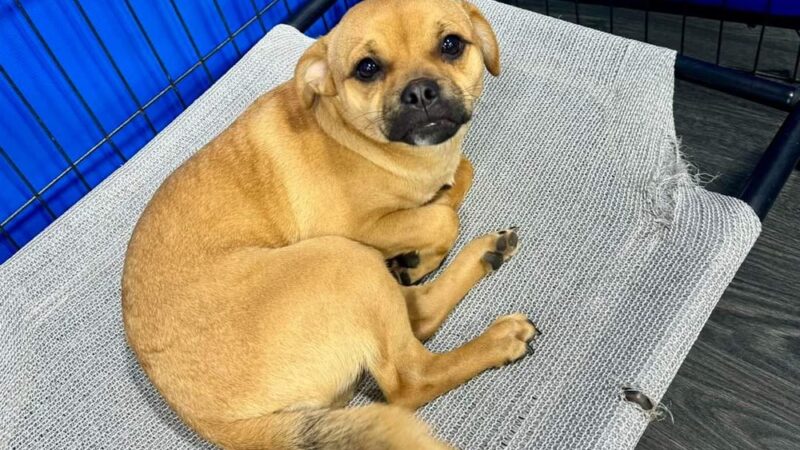Ruff 'n Tumble Playcare - North Andover, MA
