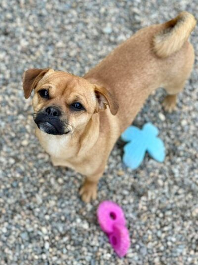 Ruff 'n Tumble Playcare - North Andover, MA