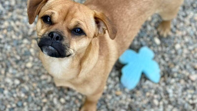 Ruff 'n Tumble Playcare - North Andover, MA