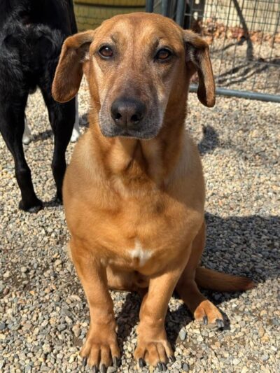 Ruff 'n Tumble Playcare - North Andover, MA