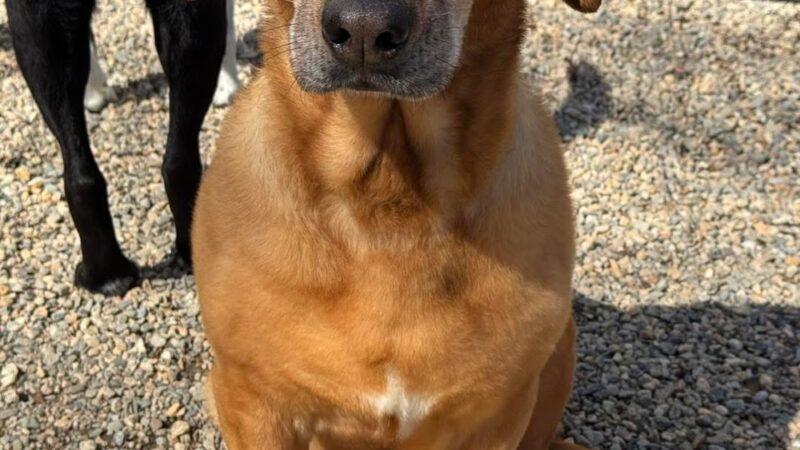 Ruff 'n Tumble Playcare - North Andover, MA