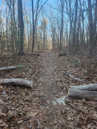 Town Farm Forest - North Andover, MA