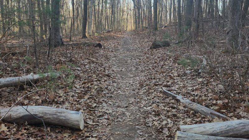 Town Farm Forest - North Andover, MA