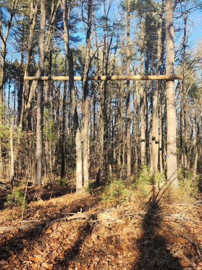 Town Farm Forest - North Andover, MA
