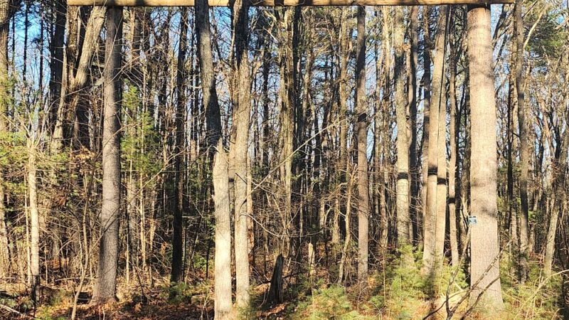 Town Farm Forest - North Andover, MA