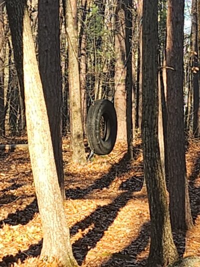 Town Farm Forest - North Andover, MA