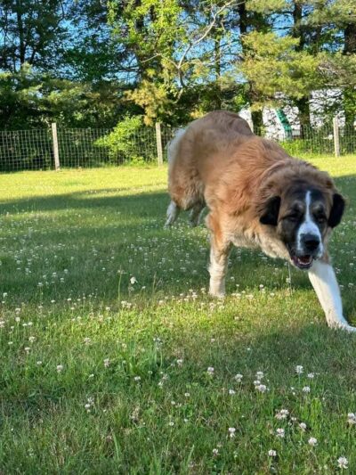 Great Fields Kennel - North Bennington, VT