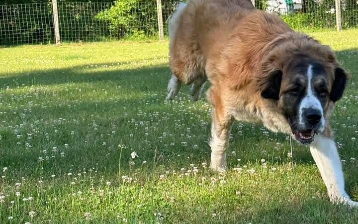 Great Fields Kennel - North Bennington, VT