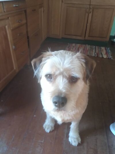 Great Fields Kennel - North Bennington, VT