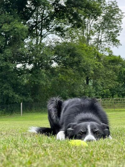 Great Fields Kennel - North Bennington, VT