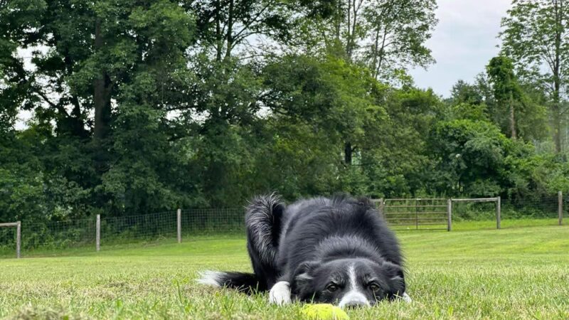 Great Fields Kennel - North Bennington, VT