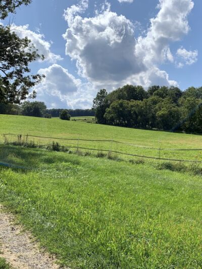 The Mile-Around Woods - North Bennington, VT