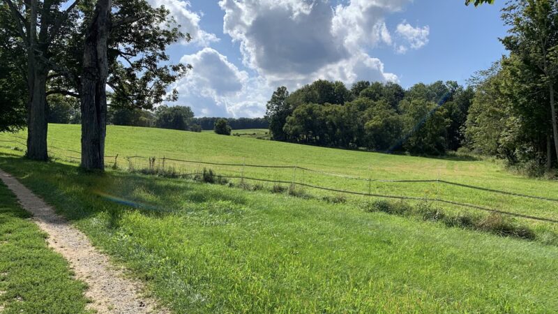 The Mile-Around Woods - North Bennington, VT