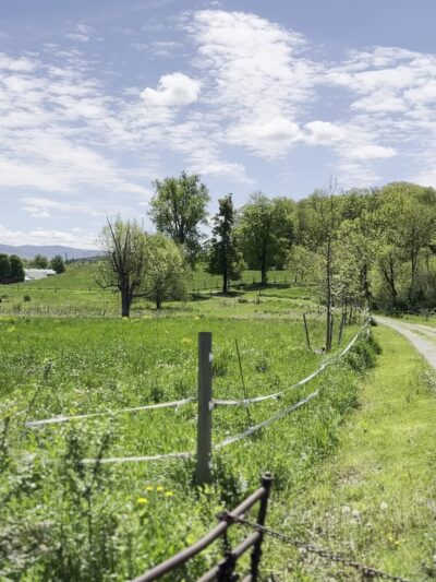 The Mile-Around Woods - North Bennington, VT
