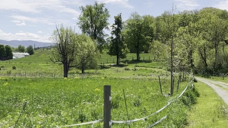 The Mile-Around Woods - North Bennington, VT