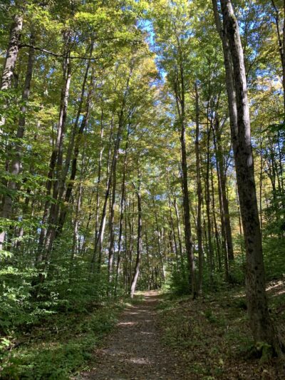 The Mile-Around Woods - North Bennington, VT