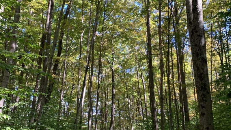 The Mile-Around Woods - North Bennington, VT