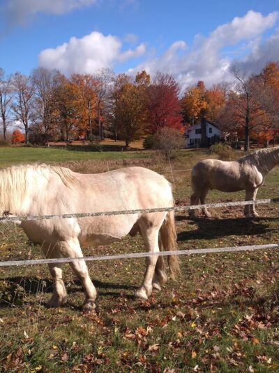 The Mile-Around Woods - North Bennington, VT