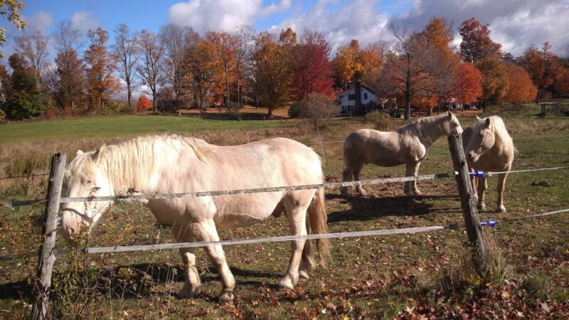 The Mile-Around Woods - North Bennington, VT