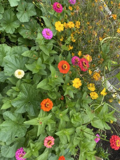 James J. Braddock Community Garden in North Bergen - North Bergen, NJ