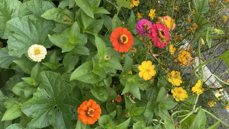 James J. Braddock Community Garden in North Bergen - North Bergen, NJ