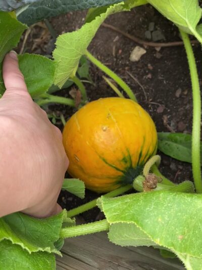 James J. Braddock Community Garden in North Bergen - North Bergen, NJ
